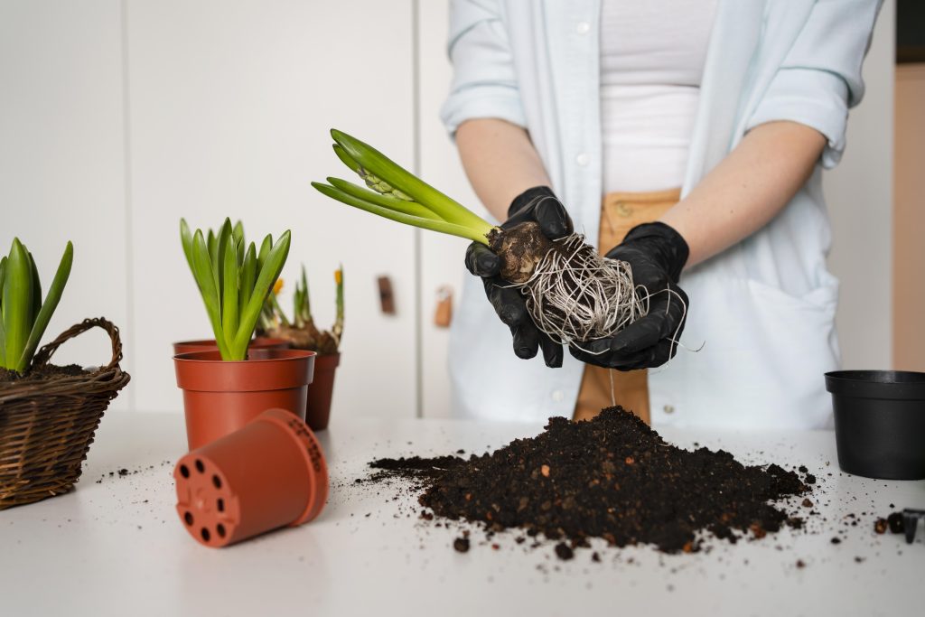 Person wearing gloves repotting a bulb plant with soil and pots on a table.